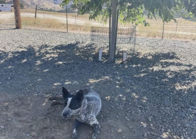 Dog enjoying shade