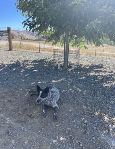 Dog enjoying shade