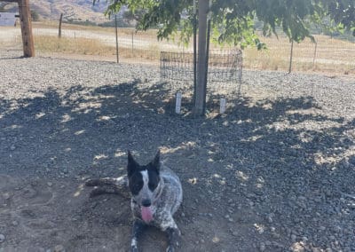 Dog under nice tree