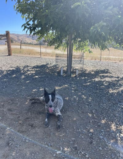 Dog under nice tree