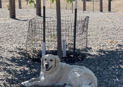 Golden under tree