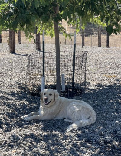 Golden under tree