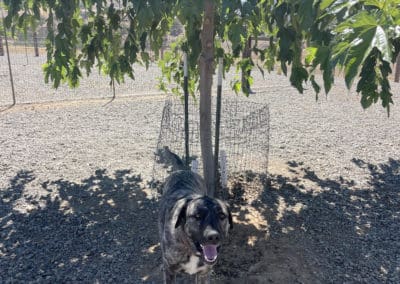 Excited dog under tree