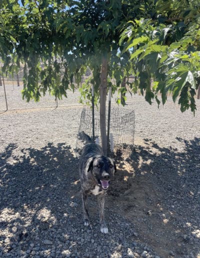 Excited dog under tree