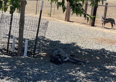 Big dog laying under tree with shade