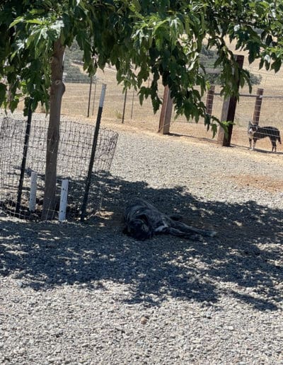 Big dog laying under tree with shade