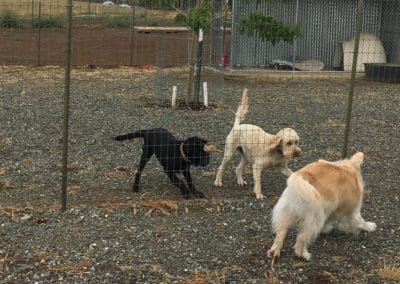 Three dogs playing together