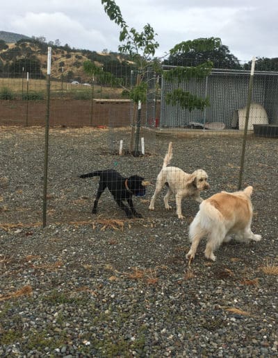 Three dogs playing together