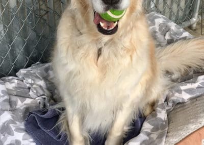 Golden with ball in its mouth