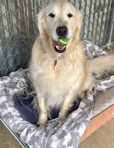 Golden with ball in its mouth