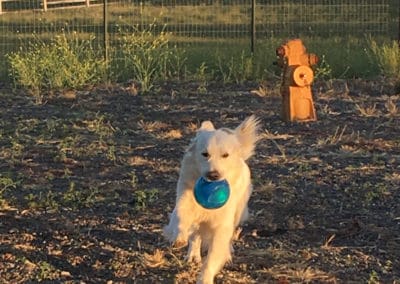 Smaller dog with bog ball in its mouth
