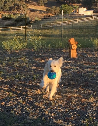 Smaller dog with bog ball in its mouth