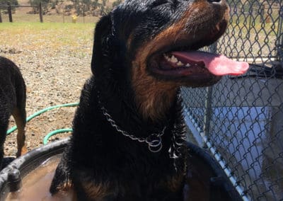 Rottweiler panting
