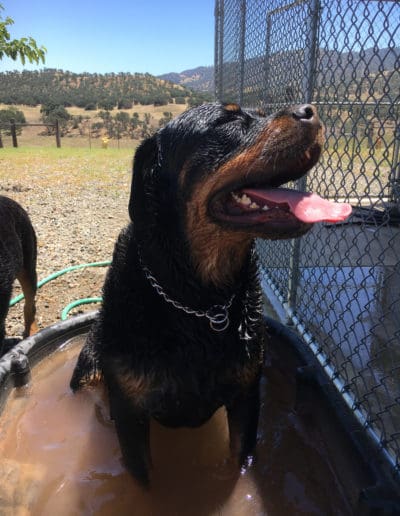 Rottweiler panting