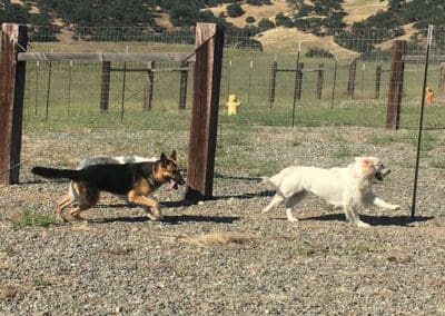Dogs chasing each other