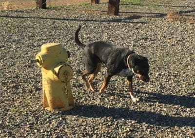 Dog walking next to yellow fire hydrant
