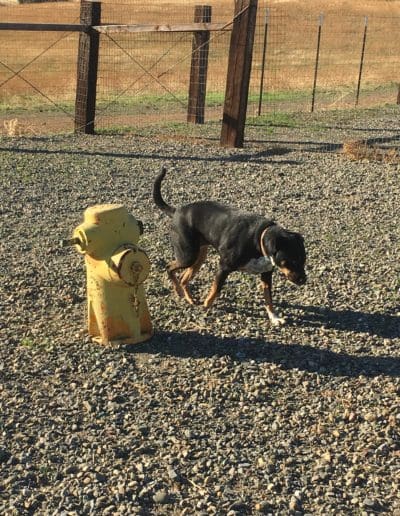 Dog walking next to yellow fire hydrant