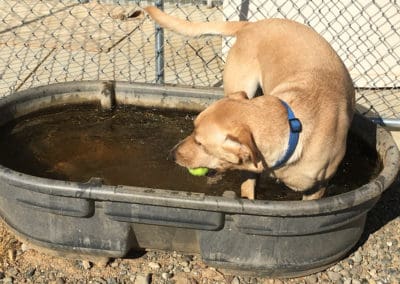 Dog with ball in its mouth playing in water trough