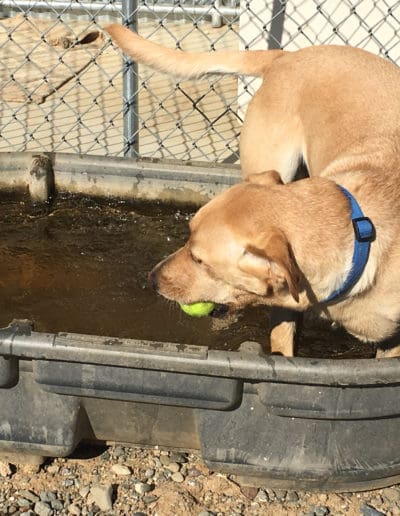 Dog with ball in its mouth playing in water trough