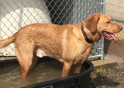 Big dog in water trough