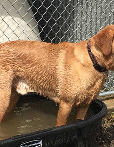 Big dog in water trough