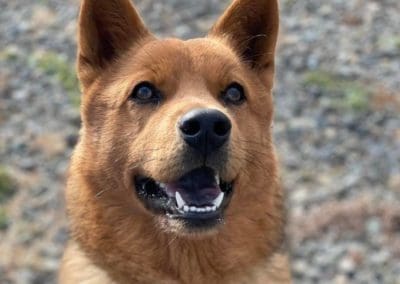 brown dog looking upwards