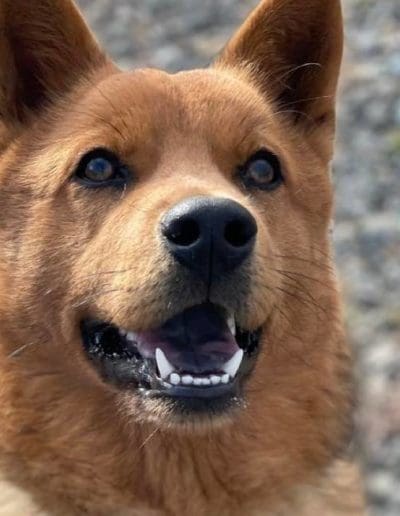 brown dog looking upwards