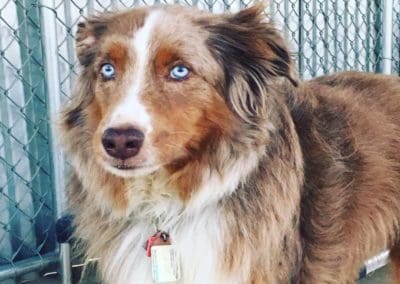 blue eye dog
