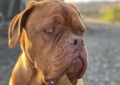 brown dog