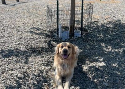 dog sitting in the open