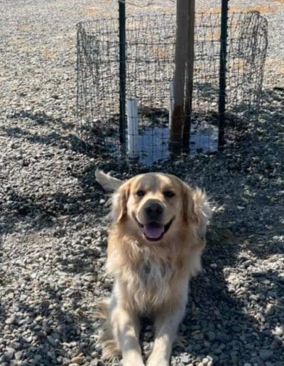 dog sitting in the open