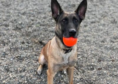 dog with ball in mouth