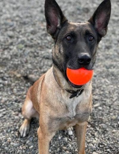 dog with ball in mouth