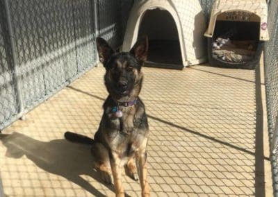 dog in kennels