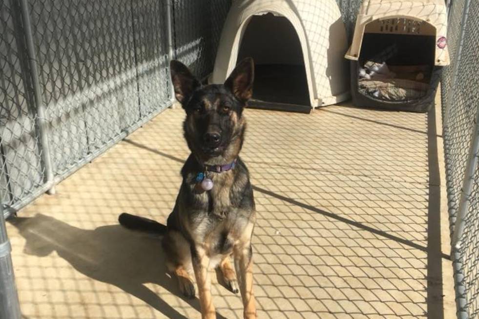 dog in  kennel