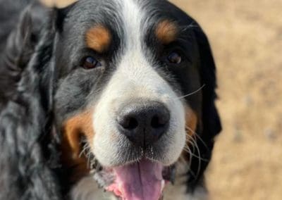 dog looking at the camera