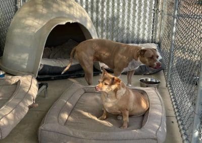 dogs in kennel