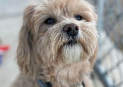 small dog looking upward