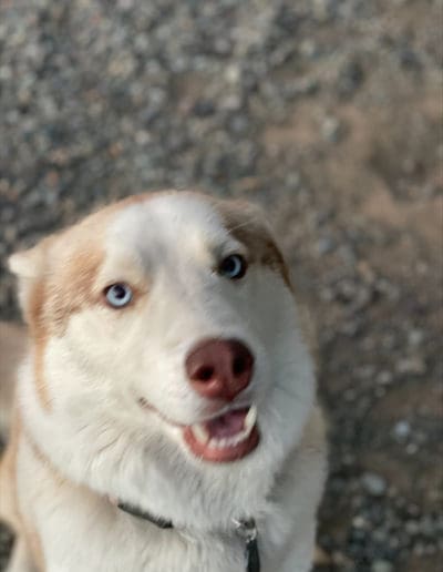 Dog saying cheese for the camera