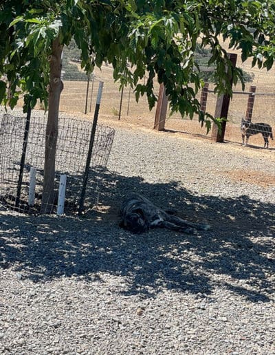 Dog laying in the shade