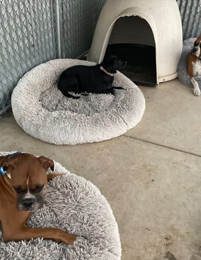 Dogs on dog beds