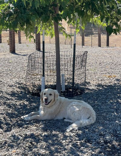 Relaxing under a tree