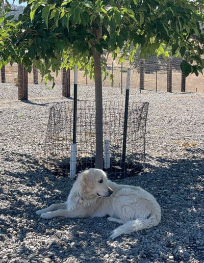 Good boy relaxing in the shade