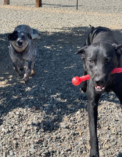 Happy dog buddies