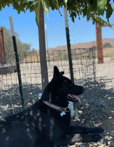 Pupe relaxing in the shade