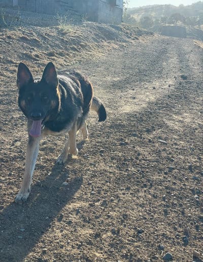 Dog talking a stroll