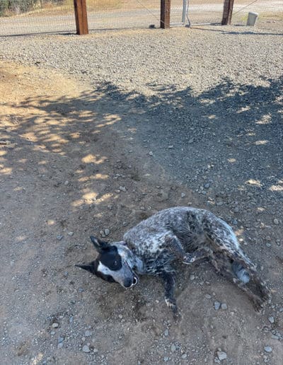 Pup laying on the ground