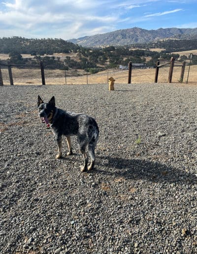 Pup on gravel with their tongue out