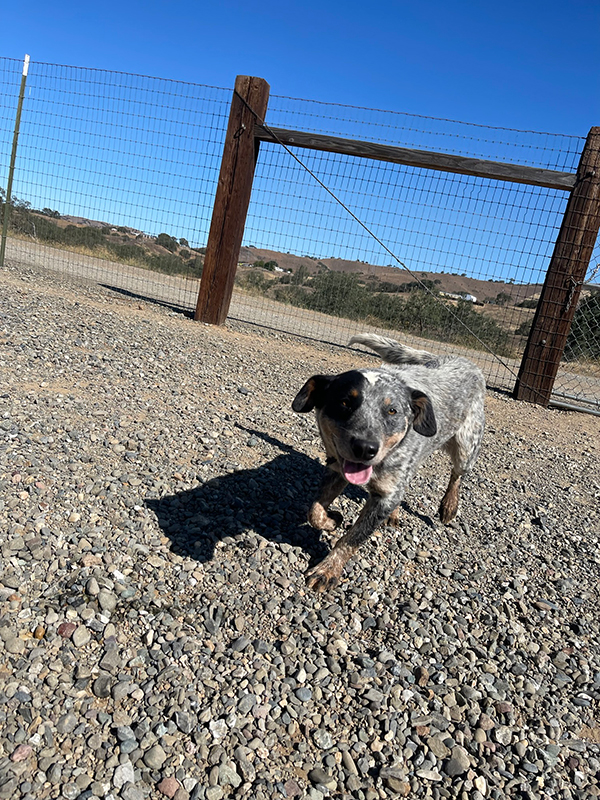 dogs in kennel