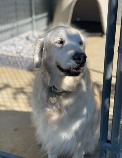 Good dog looking out a kennel